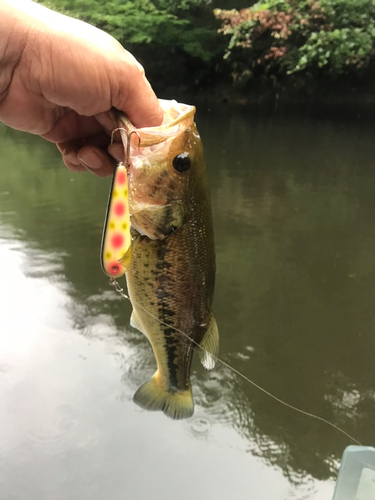 ラージマウスバスの釣果