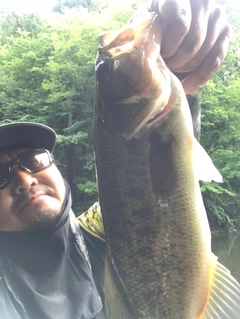 ラージマウスバスの釣果