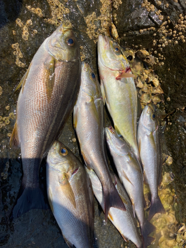 イサキの釣果