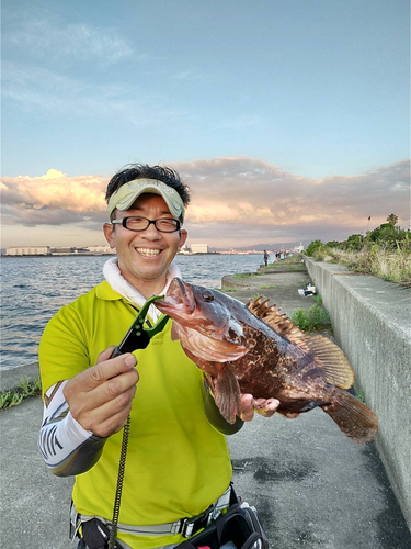 アコウの釣果