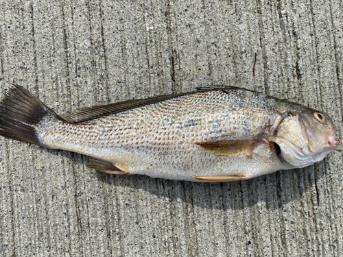 シログチの釣果