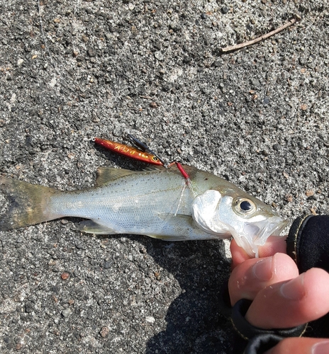 ヒラスズキの釣果