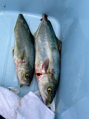 ワカシの釣果