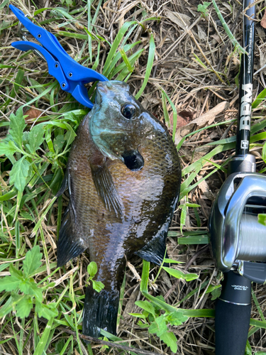 ブルーギルの釣果