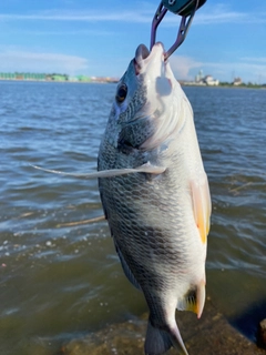 キビレの釣果