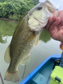 ラージマウスバスの釣果