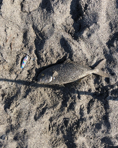 ショゴの釣果