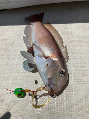 アマダイの釣果