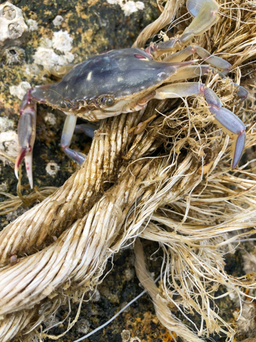 カニの釣果