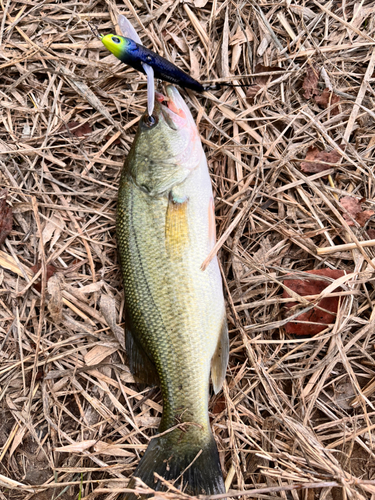 ラージマウスバスの釣果