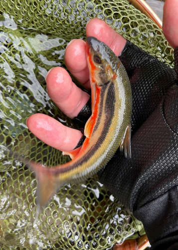 ウグイの釣果