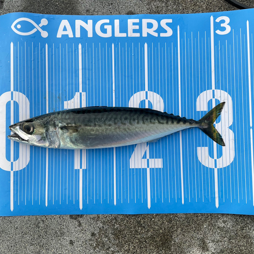 サバの釣果