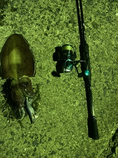 コウイカの釣果