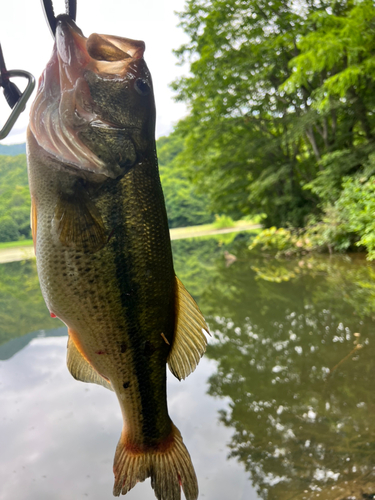 ラージマウスバスの釣果