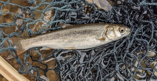 ウグイの釣果