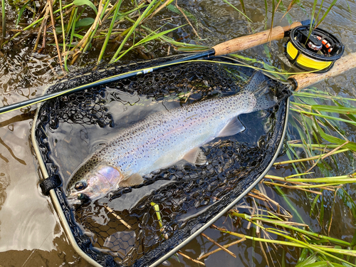 ニジマスの釣果