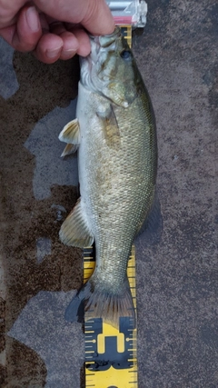 スモールマウスバスの釣果