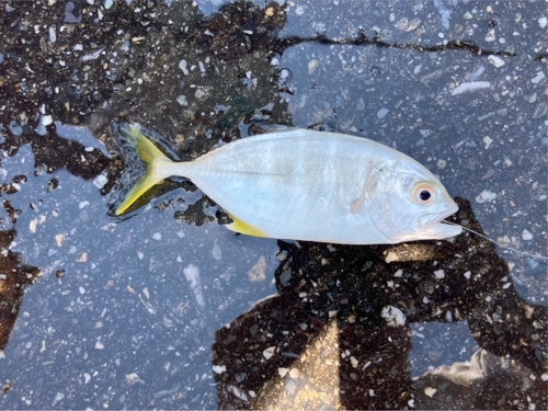 シマアジの釣果