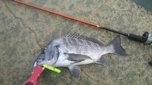 チヌの釣果