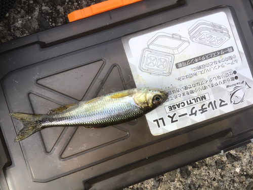 カワムツの釣果