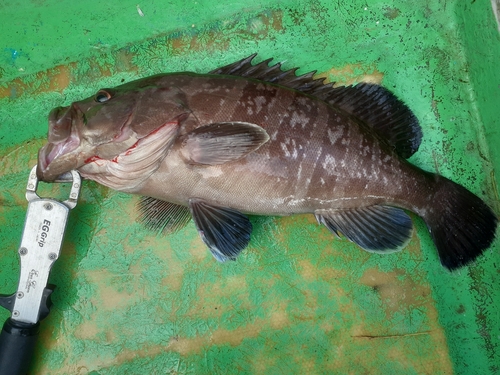 マハタの釣果