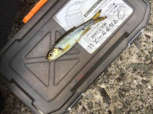 カワムツの釣果