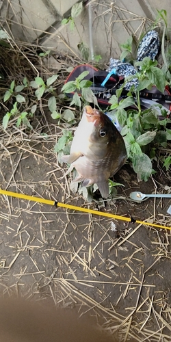 マブナの釣果