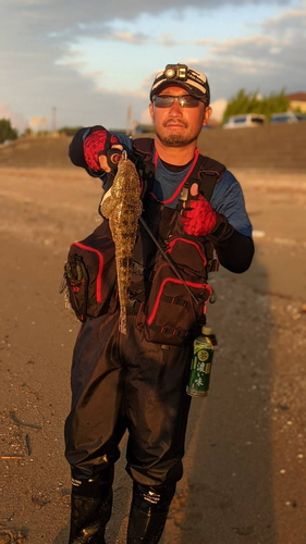 マゴチの釣果