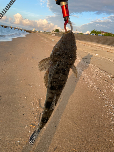 マゴチの釣果