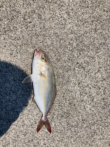 ネイリの釣果