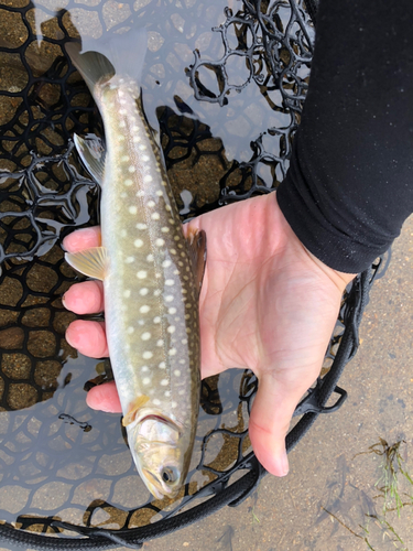 アメマスの釣果