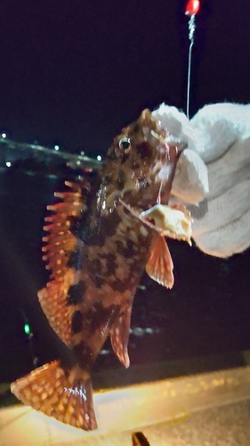 カサゴの釣果