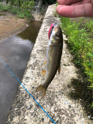 アブラハヤの釣果