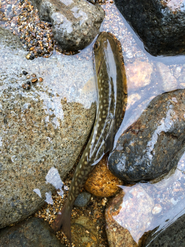 エゾイワナの釣果