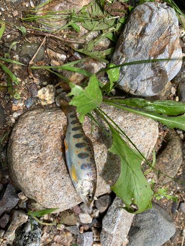 アマゴの釣果