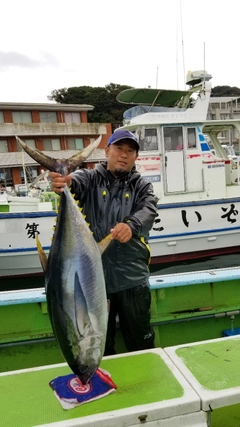 キハダマグロの釣果