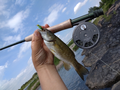 スモールマウスバスの釣果