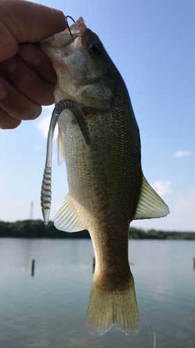 ラージマウスバスの釣果