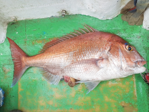 マダイの釣果