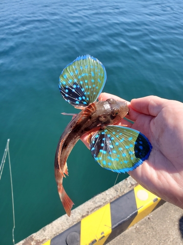 ホウボウの釣果