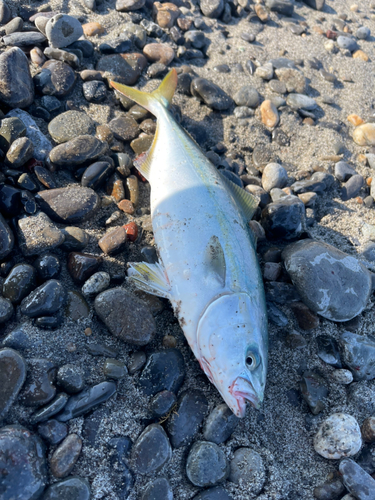 ワカシの釣果