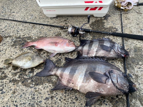 イシダイの釣果