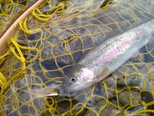 ニジマスの釣果