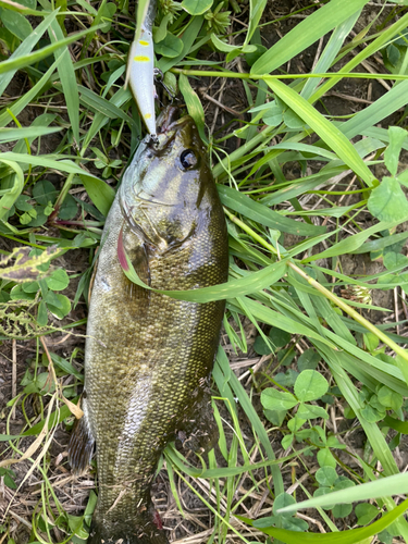 スモールマウスバスの釣果