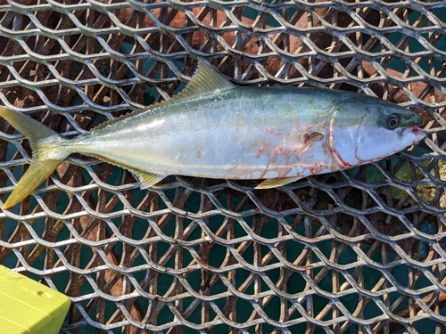 メジロの釣果