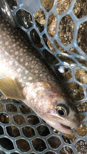 イワナの釣果