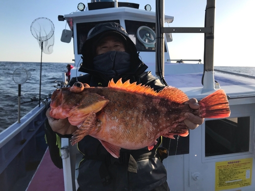 ウッカリカサゴの釣果