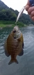 ブルーギルの釣果