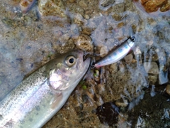 ニジマスの釣果