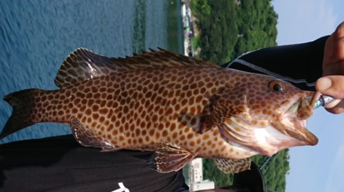 オオモンハタの釣果